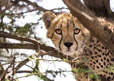 cheetah on tree branch during daytime