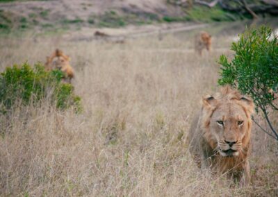 A group of lions walking across a grass covered field